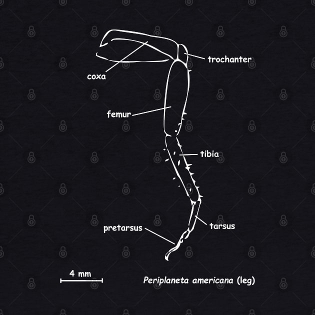 Cockroache leg, labeled, white by RosArt100